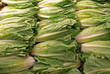 backdrop of romaine lettuce