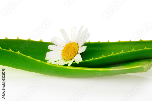 Photo: aloe with flower aloe with flower