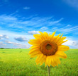 Photo: sunflower sunflower