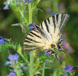 farfalla Iphiclides podalirius (podalirio)