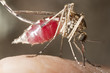 Mosquito sucking blood, extreme close-up with high magnification