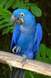 oiseau