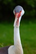 oiseau