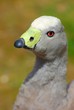 oiseau