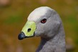 oiseau