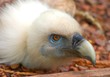 oiseau