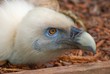 oiseau