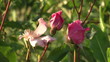 alive and dead flower rose bud