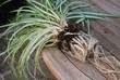 Pot bound spider plant on table for re potting with roots