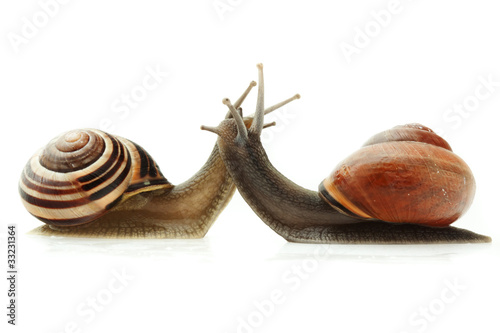 Photo: Two garden snails in love isolated on white background Two garden snails in love isolated on white background