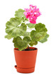 Geranium in Pot
