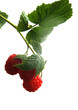 Himbeeren h.
