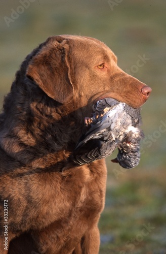Foto: portrait d'un chien de chasse, avec son gibier dans la gueule portrait d'un chien de chasse, avec son gibier dans la gueule