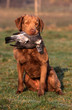 Foto: chien de chasse et gibier dans la gueule chien de chasse et gibier dans la gueule
