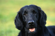 Foto: tête de flat coated retriever en gros plan tête de flat coated retriever en gros plan