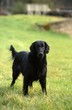 Foto: flat coated retriever debout de face flat coated retriever debout de face