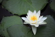 睡蓮 (小石川後楽園)