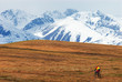 Mountain biker and snow peaks, Tien-Shan mountains