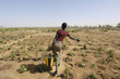 africa, mali, donna contadina