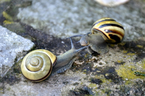 Foto: Schnecken-Gruß Schnecken-Gruß