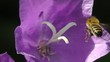 Video: Honigbiene - Pfirsichblättrige Glockenblume - Zeitlupe Honigbiene - Pfirsichblättrige Glockenblume - Zeitlupe