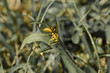 ����: The busy wasp � youpee2305 #33240500