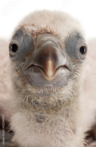 Foto: Close-up of Griffon Vulture, Gyps fulvus, 4 days old Close-up of Griffon Vulture, Gyps fulvus, 4 days old