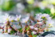 Wild flowers