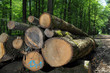 Details der Fotografie Baumst&auml;mme im Wald