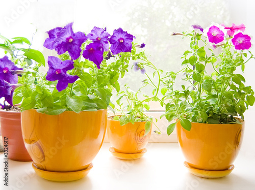 Foto: Flowers Flowers
