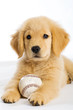 Golden Retriever Puppy with a Baseball