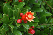 Young red pomegranate fruits