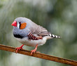 Close up of a Cock Zebra finch