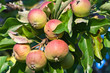 Photo : Allassac (Corrèze) - Pommier Allassac (Corrèze) - Pommier