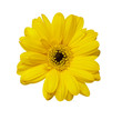 flower nature garden botany daisy bloom