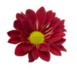 flower nature garden botany daisy bloom flower nature garden botany daisy bloom