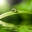 fresh green grass