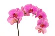violet orchids closeup on the white background violet orchids closeup on the white background