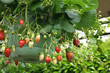 fraisier en suspension