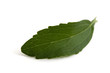 Stevia rebaudiana
