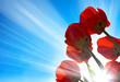 Red tulips