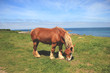 Cheval de trait