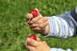 Foto: Kind spielt mit Kirschen Kind spielt mit Kirschen