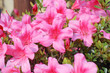 Pink Rhododendron Pink Rhododendron