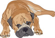 purebred Bullmastiff