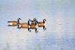 Canada geese (Branta canadensis)