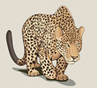 Leopard with yellow eyes.