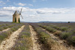 Champ de lavande et son moulin Champ de lavande et son moulin