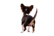 Chihuahua Welpe Rückenansicht