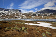 Haukeli in the summer